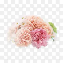 彩色梦幻康乃馨花朵-空若网 彩色梦幻康乃馨花朵-空若网