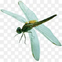 唯美荷塘蜻蜓昆虫-空若网 唯美荷塘蜻蜓昆虫-空若网