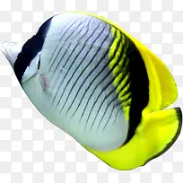 海报时尚海底动物小鱼-空若网 海报时尚海底动物小鱼-空若网