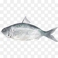 灰色时尚手绘小鱼-空若网 灰色时尚手绘小鱼-空若网