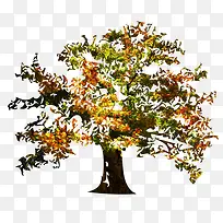 水彩 树-空若网 水彩 树-空若网