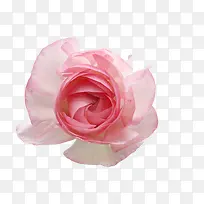 花卉设计素材花草素材-空若网 花卉设计素材花草素材-空若网