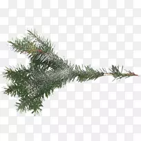 云杉树枝剪贴画-树枝-空若网 云杉树枝剪贴画-树枝-空若网