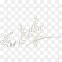 白色枝条-空若网 白色枝条-空若网