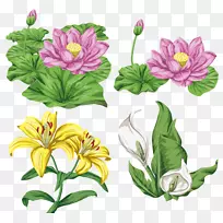 百合-莲花-空若网 百合-莲花-空若网