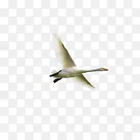 天鹅动物-空若网 天鹅动物-空若网