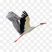 墨天鹅动物-空若网 墨天鹅动物-空若网