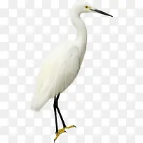 ��ɫ���-������