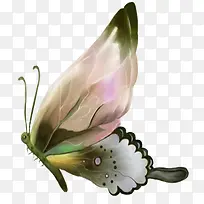 美丽的蝴蝶-空若网 美丽的蝴蝶-空若网