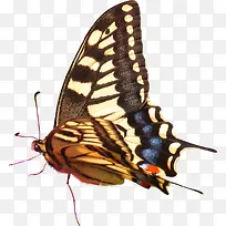 黄色时尚蝴蝶装饰-空若网 黄色时尚蝴蝶装饰-空若网