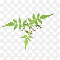 叶子绿叶树枝-空若网 叶子绿叶树枝-空若网