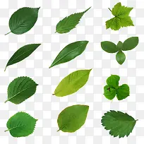 树枝叶子绿叶-空若网 树枝叶子绿叶-空若网