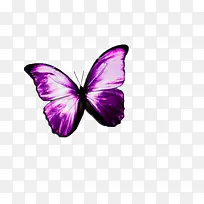 紫色蝴蝶-空若网 紫色蝴蝶-空若网
