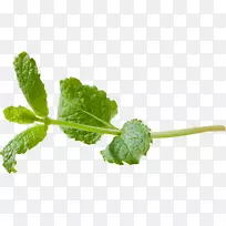 ���ɺ�ҶƬ����ҽ�����ɺ�ҶƬII������Ҷ-������