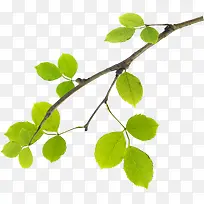 春季清新绿叶树枝创意装饰-空若网 春季清新绿叶树枝创意装饰-空若网