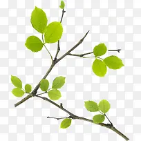 ����������Ҷ��֦װ��ֲ��-������