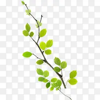 春季清新绿叶树枝植物-空若网 春季清新绿叶树枝植物-空若网