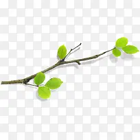 ��������������֦Ҷ��-������