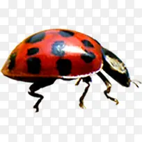 红色可爱小型昆虫-空若网 红色可爱小型昆虫-空若网