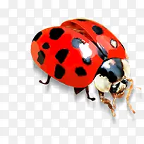 手绘红色可爱昆虫-空若网 手绘红色可爱昆虫-空若网