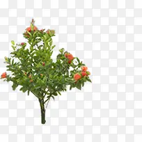 红色可爱美丽花草-空若网 红色可爱美丽花草-空若网