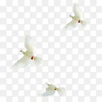 高清白色和平鸽飞翔-空若网 高清白色和平鸽飞翔-空若网