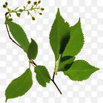 高清创意手绘树叶-空若网 高清创意手绘树叶-空若网