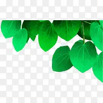 ��ͨ�ɰ�������Ҷ-������