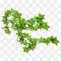 ��֦ ����֦-������