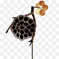 枯树莲蓬-空若网 枯树莲蓬-空若网