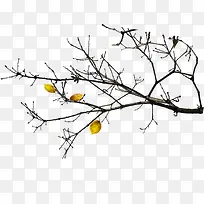 µô¹âÒ¶×ÓµÄÊ÷Ö¦-¿ÕÈôÍø µô¹âÒ¶×ÓµÄÊ÷Ö¦-¿ÕÈôÍø