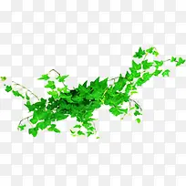 绿色清新时尚清爽花藤-空若网 绿色清新时尚清爽花藤-空若网