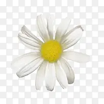 白色雏菊-空若网 白色雏菊-空若网