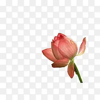 高清摄影创意红色的花朵-空若网 高清摄影创意红色的花朵-空若网