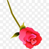 红色花朵植物插画-空若网 红色花朵植物插画-空若网