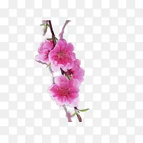 ��ɫ������֦�ز�-������