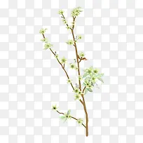 绿色树枝红色花朵花枝树枝-空若网 绿色树枝红色花朵花枝树枝-空若网