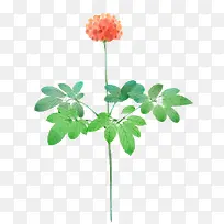 水彩红色花朵叶子-空若网 水彩红色花朵叶子-空若网