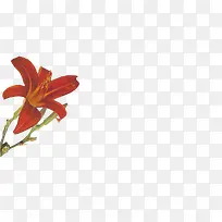 彩绘红色花朵树枝-空若网 彩绘红色花朵树枝-空若网