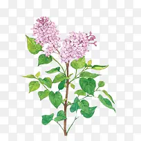 水彩花朵红色花朵-空若网 水彩花朵红色花朵-空若网