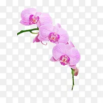 红色花朵水彩-空若网 红色花朵水彩-空若网