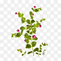 绿色树枝红色花朵-空若网 绿色树枝红色花朵-空若网