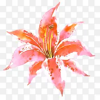 水彩大红色花朵-空若网 水彩大红色花朵-空若网