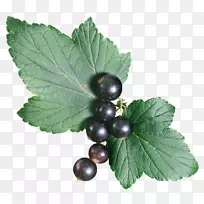 Â̲è²Ý±¾²èÀ¶Ý®-¿ÕÈôÍø Â̲è²Ý±¾²èÀ¶Ý®-¿ÕÈôÍø