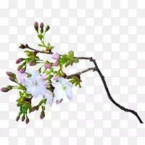 ���ܶ���-ӣ��-������