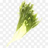 ��Ҷ�߲�Ư��-������