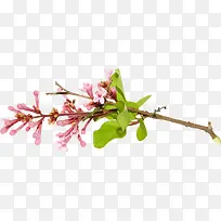 Ư����֦-������