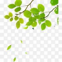 春天漂浮绿叶植物树枝-空若网 春天漂浮绿叶植物树枝-空若网