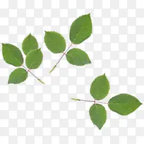 ´ºÌìÆ¯¸¡ÂÌÒ¶Ê÷Ö¦-¿ÕÈôÍø ´ºÌìÆ¯¸¡ÂÌÒ¶Ê÷Ö¦-¿ÕÈôÍø