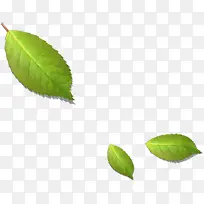 ��ɫƯ��������Ҷ-������